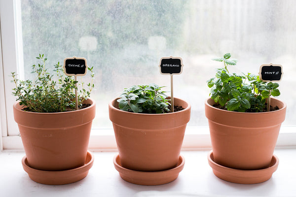4 Easy-to-Grow Culinary Herbs Ideal for Small Spaces