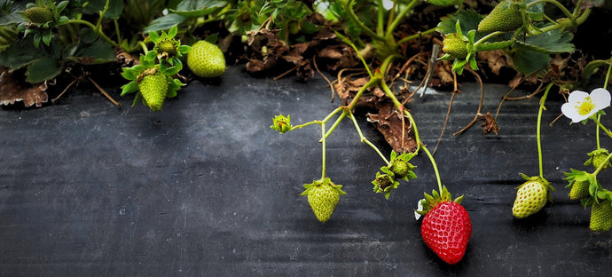 Organic Strawberries Farming at Home